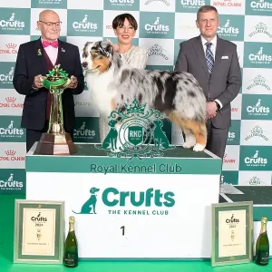 Crufts 2024 Best in Group stacked 1st place 11608 - Ch Brighttouch Drift The Line Through Dialynne (Imp Rus) (Mrs M, Mr J & Mrs K Raymond, Shaw & Kirtley)