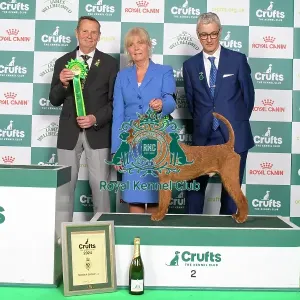 Crufts 2024 Best in Group Terrier 2nd place Irish Terrier 15036 - Multi Ch/nordic Ch Smox His Majesty Ww'23 Sew'23 Fiw'23, Breed: Irish Terrier (Mrs E G Skalberg)