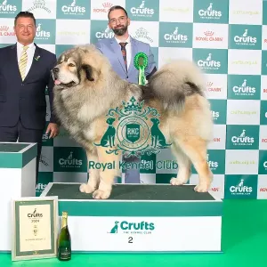 Crufts 2024 Best in Group Working 2nd place Tibetan Mastiff 11407 - Fr Ch Rongshai Du Domaine De Toundra (Mrss Haeffele)