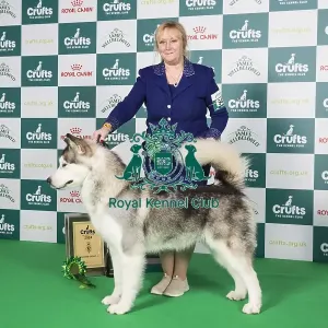 Crufts 2024 Best in Group Working stacked Alaskan Malamute 4th place 9483 - Ch Chayo Vasilisa (Mrss Ellis-Payne)