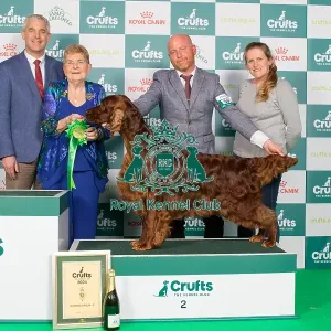 Crufts 2024 Best in Gundog Group 2nd Place Irish Setter Sh Ch Riverbrue Morning Glory, Breed: Irish Setter Owners: Mr B A & Miss C Crocker & Lewis Gundog Group 2