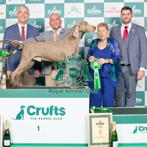 Crufts 2024 Best in Gundog Group Weimaraner 1st place Sh Ch Gunalt Hendricks Owners: Messrs D R & G A Alcorn & Ingram Gundog Group 1