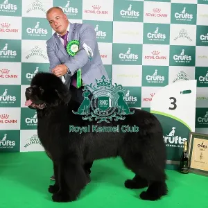 Crufts 2024 Best in Working Group 3rd place Newfoundland 10859 - Srb Ch Reggae Man De La Baie De Pempoul (P Le Rest)