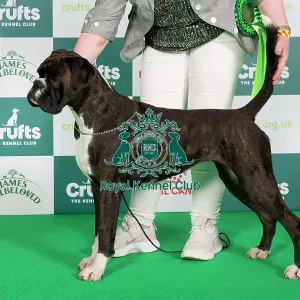 Crufts 2024 Boxer Best of Breed stacked 9824 - Ch/ir Ch Willow Sparks Will Fly (Mrs A Payne)
