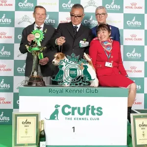 Crufts 2024 Terrier Group winner 1st Jack Russell Terrier 15119 - Multi Ch Original Master's Voice Lovesong Monamour, Breed: Jack Russell Terrier (Ms Kao Miichi)