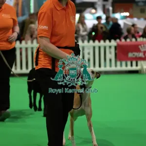 CRUFTS 2024- Thursday