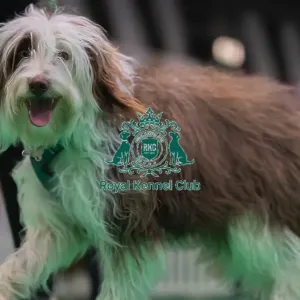 CRUFTS 2024- Thursday