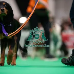 CRUFTS 2024- Thursday