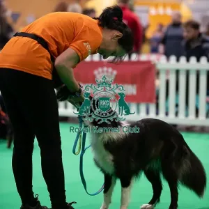 CRUFTS 2024- Thursday