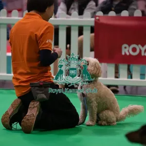 CRUFTS 2024- Thursday