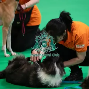 CRUFTS 2024- Thursday