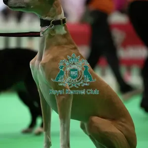 CRUFTS 2024- Thursday