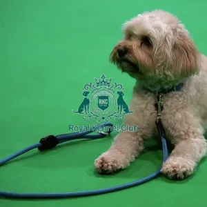 CRUFTS 2024- Thursday