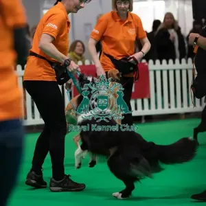 CRUFTS 2024- Thursday