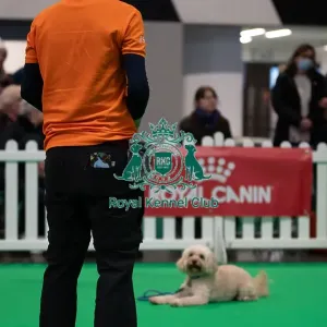CRUFTS 2024- Thursday