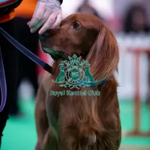 CRUFTS 2024- Thursday