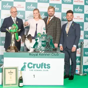 Crufts 2024 - Toy Group 1 Is Ch Fashion First High Priority Owner: Mrs A M Gudbergsdottir