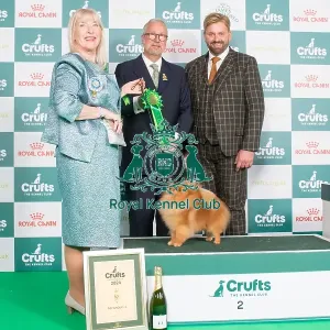 Crufts 2024 - Toy Group 2 Ch Lireva's Wildest Dreams, Owner: A M Cawthera-Purdy