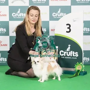Crufts 2024 - Toy Group 3 Jp/dk/se/fi/no Ch Bramver's Millionaire Owner: Mrs Irene Peeker