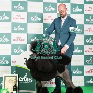 Crufts 2024 - Utility Group 3 Ch/am Ch Hallifax Hightide Hedonist at Afterglow (ai) (Imp Usa) Owners: Mrs M, Mr J & Mr T Galloway, Lynn & Isherwood