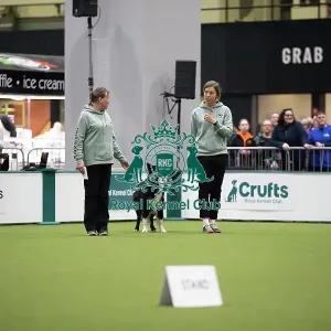 Crufts 2026 Obedience, RKC128187