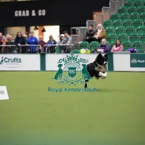 Crufts 2026 Obedience, RKC128189