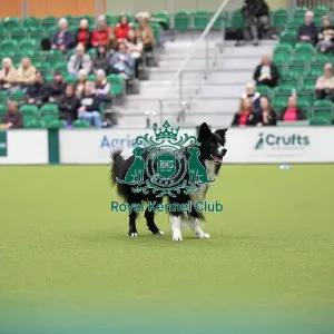 Crufts 2026 Obedience, RKC128190