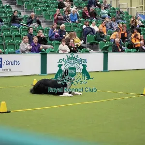 Crufts 2026 Obedience, RKC128191