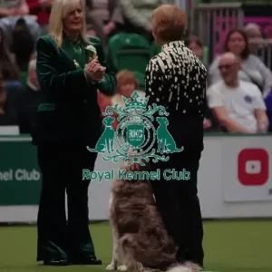 Crufts Obedience Championship Bitches Sunday 8th March 2026