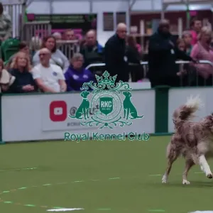 Crufts Obedience Championship Bitches Sunday 8th March 2026