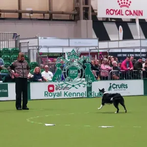 Crufts Obedience Championship Bitches Sunday 8th March 2026