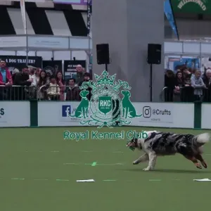 Crufts Obedience Championship Bitches Sunday 8th March 2026