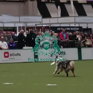 Crufts Obedience Championship Bitches Sunday 8th March 2026