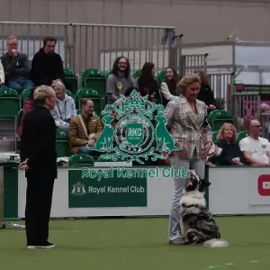 Crufts Obedience Championship Bitches Sunday 8th March 2026