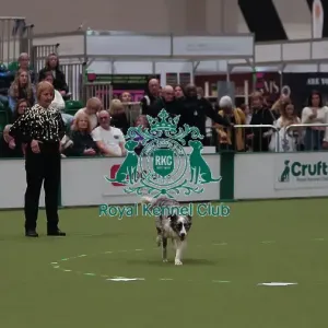 Crufts Obedience Championship Bitches Sunday 8th March 2026