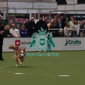Crufts Obedience Championship Bitches Sunday 8th March 2026