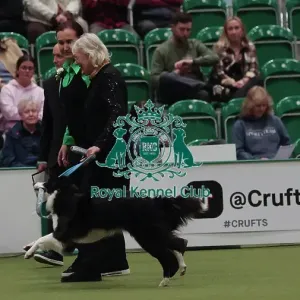 Crufts Obedience Championship Bitches Sunday 8th March 2026
