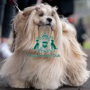 D-C-D-0-1-9-0 Crufts 2024 NEC Birmingham Day 1 D-C-D-0-1-9-0 Crufts 2024 NEC Birmingham Day 1