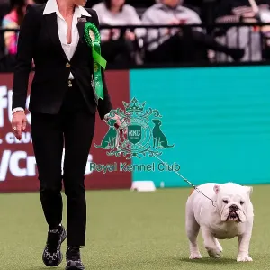 D-C-D-0-1-9-0 Crufts 2024 NEC Birmingham Day 1 D-C-D-0-1-9-0 Crufts 2024 NEC Birmingham Day 1
