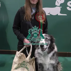 D-C-D-0-1-9-0 Crufts 2024 NEC Birmingham Day 3 D-C-D-0-1-9-0 Crufts 2024 NEC Birmingham Day 3