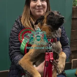 D-C-D-0-1-9-0 Crufts 2024 NEC Birmingham Day 3 D-C-D-0-1-9-0 Crufts 2024 NEC Birmingham Day 3