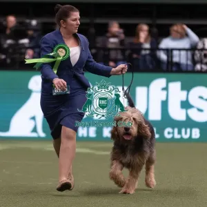 D-C-D-0-1-9-0 Crufts 2024 NEC Birmingham Hound D-C-D-0-1-9-0 Crufts 2024 NEC Birmingham Hound