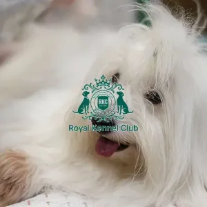 D-C-D-0-1-9-0 Crufts 2024 NEC Birmingham Toy D-C-D-0-1-9-0 Crufts 2024 NEC Birmingham Toy