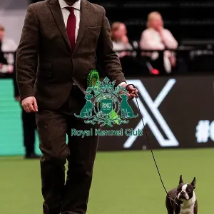 D-C-D-0-1-9-0 Crufts 2024 NEC Birmingham Utility D-C-D-0-1-9-0 Crufts 2024 NEC Birmingham Utility