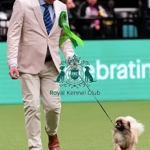 D-C-D-0-1-9-0 Crufts 2024 NEC Birmingham Utility D-C-D-0-1-9-0 Crufts 2024 NEC Birmingham Utility