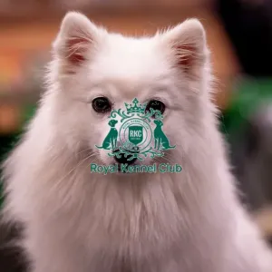 D-C-D-0-1-9-0 Crufts 2024 NEC Birmingham Utility D-C-D-0-1-9-0 Crufts 2024 NEC Birmingham Utility