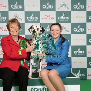 D-C-D-0-1-9-0 Crufts 2024 NEC Birmingham Utility D-C-D-0-1-9-0 Crufts 2024 NEC Birmingham Utility