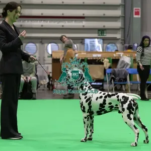 D-C-D-0-1-9-0 Crufts 2024 NEC Birmingham Utility D-C-D-0-1-9-0 Crufts 2024 NEC Birmingham Utility