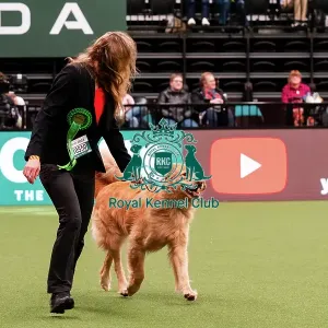 D-C-D-0-1-9-0 Crufts 2024 NEC Birmingham Working D-C-D-0-1-9-0 Crufts 2024 NEC Birmingham Working