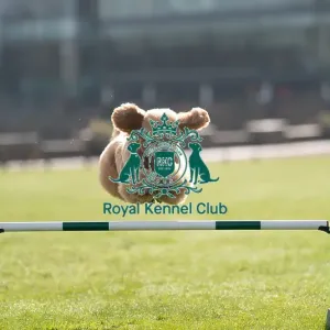 D-C-D-0-1-9-0 Crufts 2024 Reuben Poodle (Standard) D-C-D-0-1-9-0 Crufts 2024 Reuben Poodle (Standard)